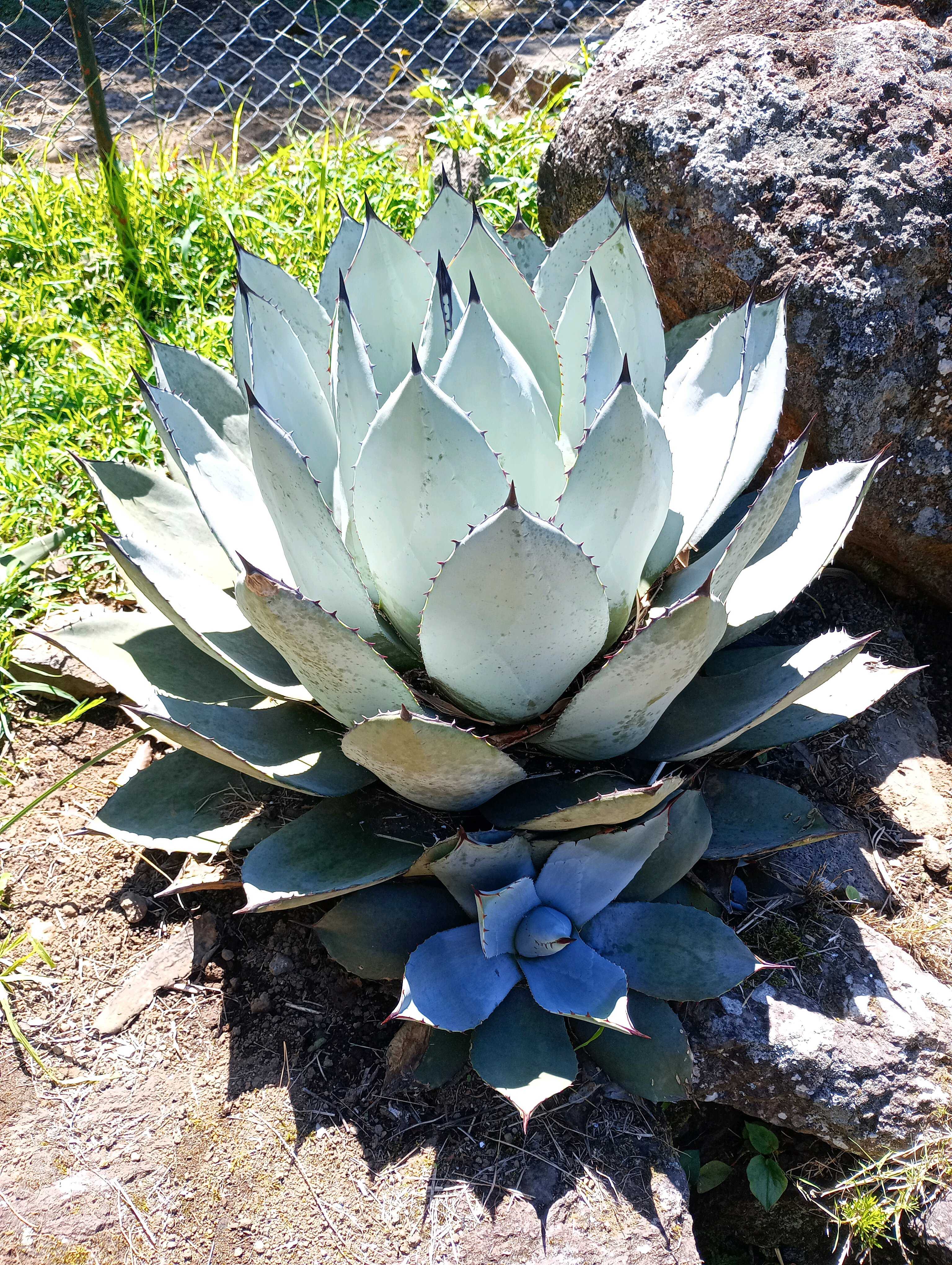 伊豆シャボテン動物公園に行ってきました🌵✨｜🍀GreenSnap