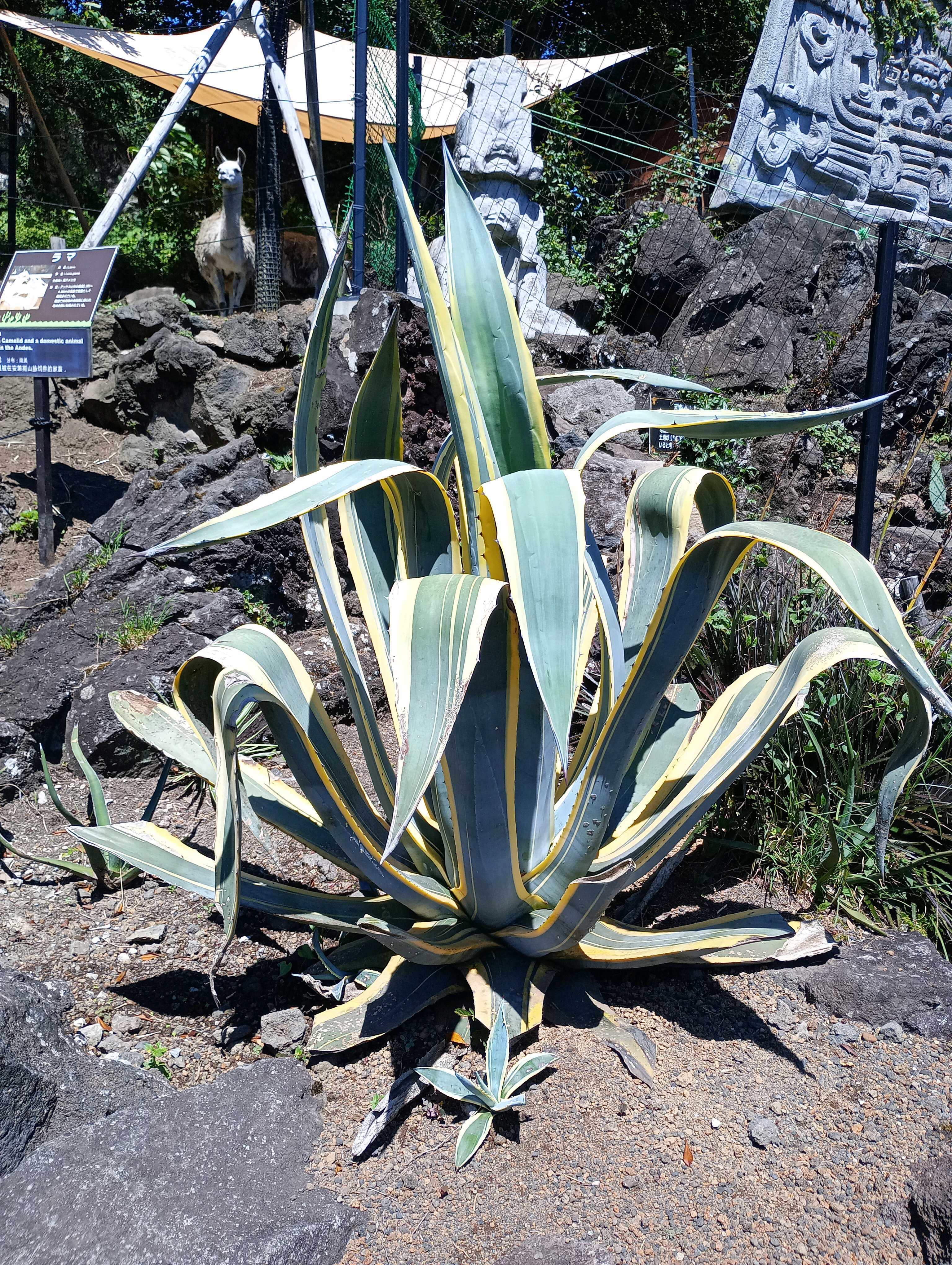 伊豆シャボテン動物公園に行ってきました🌵✨｜🍀GreenSnap
