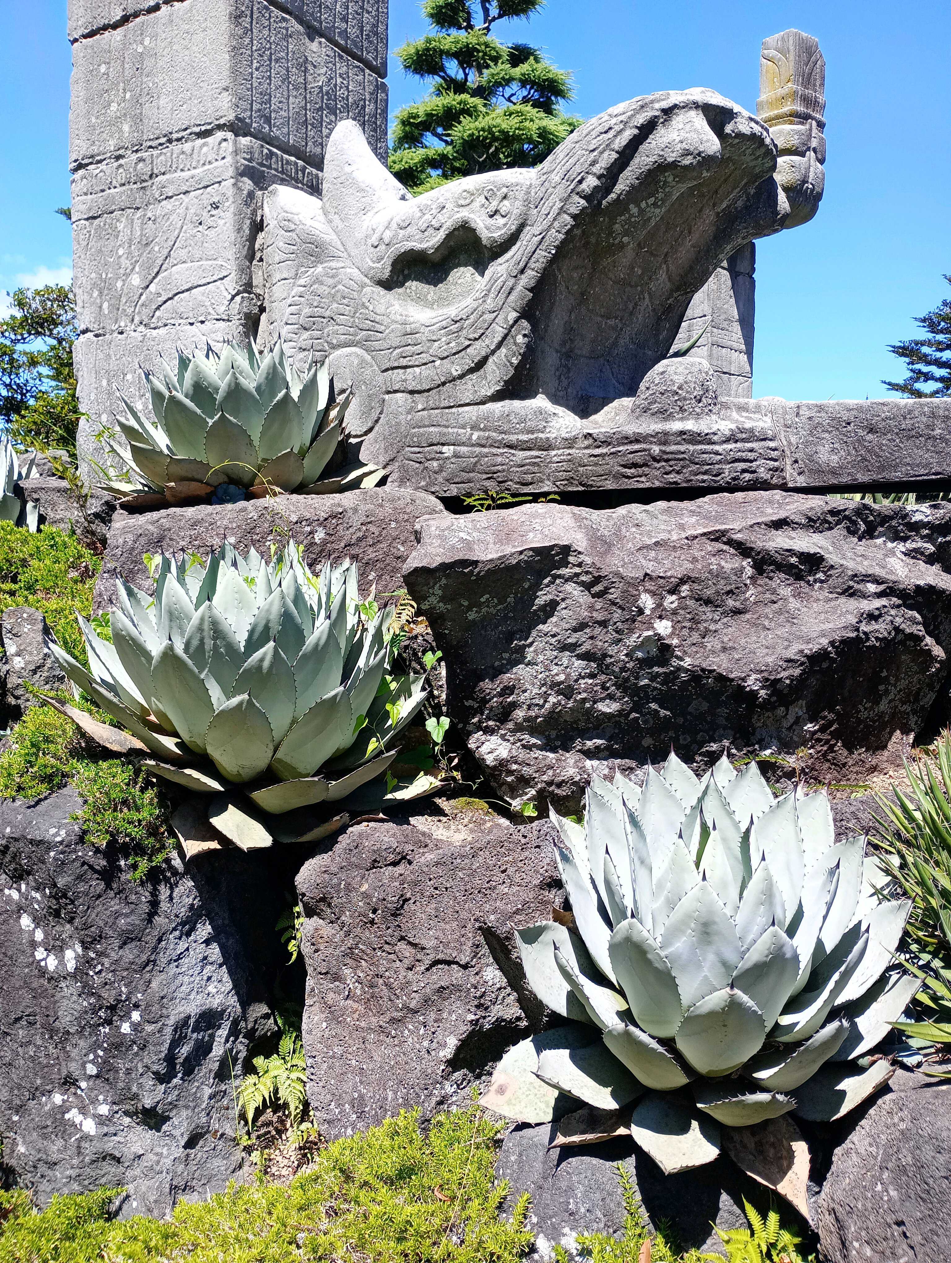 伊豆サボテン公園土産 多肉植物・アガベ・青竜舌蘭大型 本体のみ