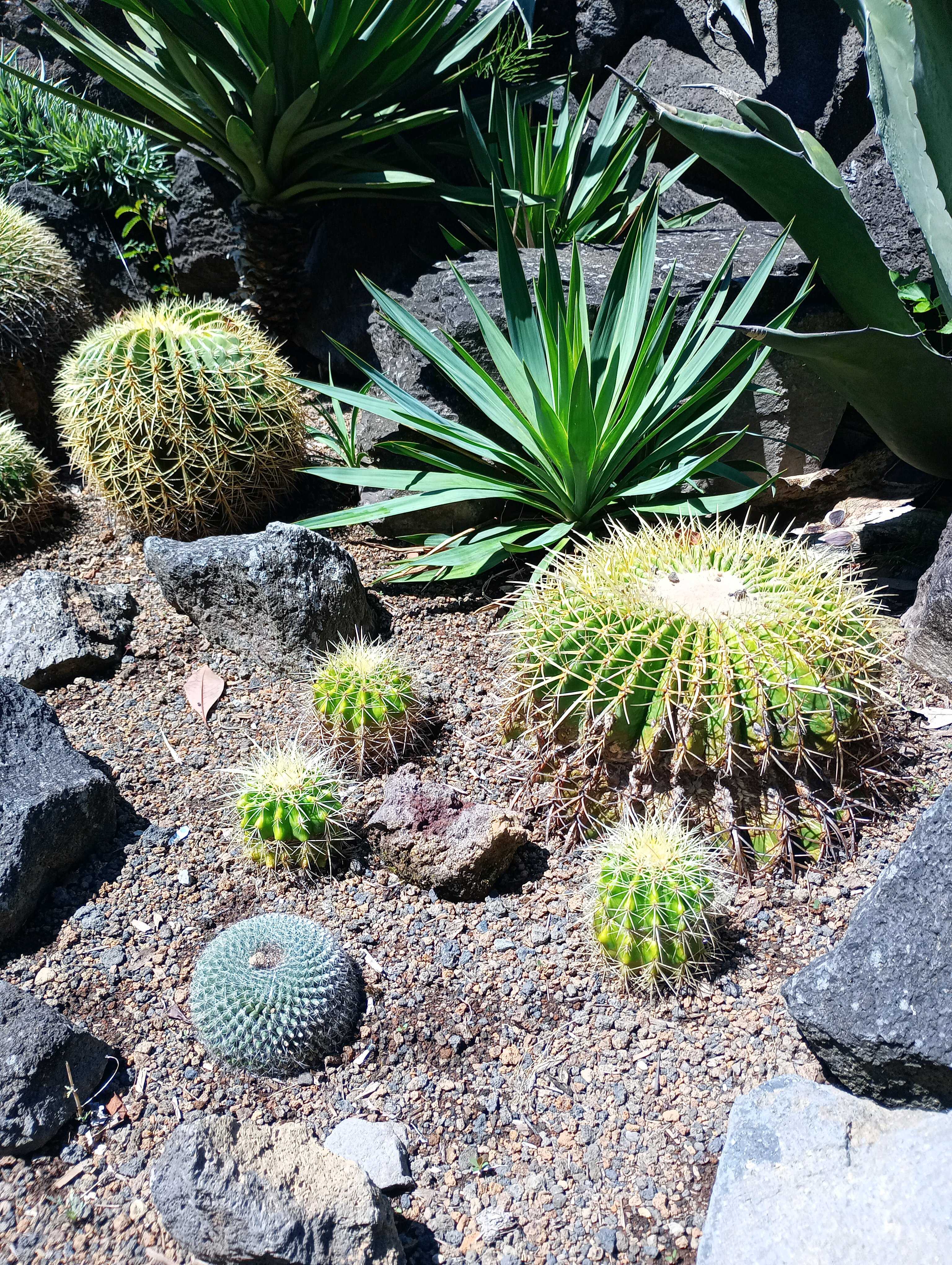 伊豆シャボテン動物公園に行ってきました🌵✨｜🍀GreenSnap（グリーンスナップ）