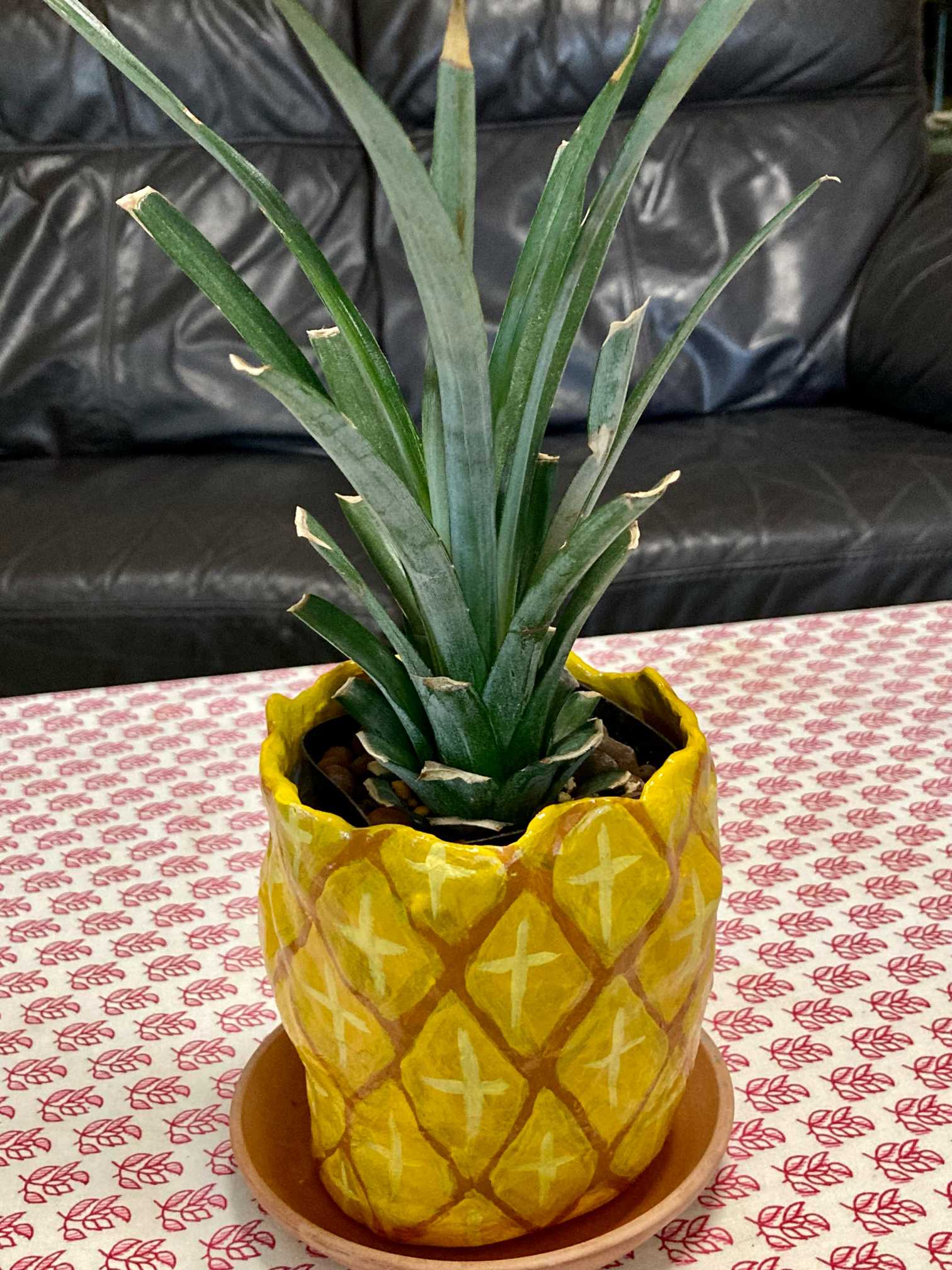 2022.5月〜2024.8月パイナップル成長記録🍍｜🍀GreenSnap（グリーン