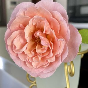 バラ アンブリッジローズ,かわいい♡,切り花を楽しむ,復活しました♡,キッチンの画像