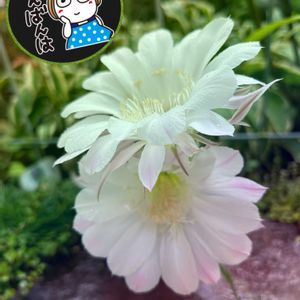 サボテンの花✨,サボテンの花,今日も笑顔で♡,心穏やかに♡,人との繋がり最高❣️の画像