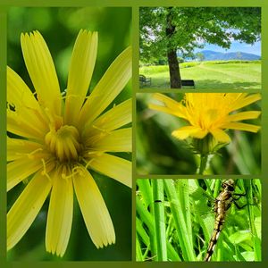 コブシ,モミジバフウ,阿蘇,なまえを教えて！,シオカラトンボ♡の画像