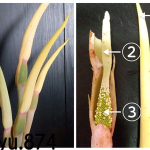 里芋（赤芽）,無農薬野菜,自宅の畑,家庭菜園の画像