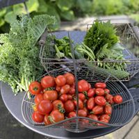 バターナッツかぼちゃ,ブラックのジョー,今日の収穫　夏野菜,北海道,オーガニックの画像