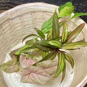 観葉植物,ハイドロカルチャー,お休みの画像