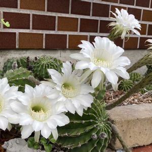 サボテンの花,白い花,小さな花壇,玄関アプローチの画像