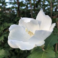 ムクゲ,木槿(ムクゲ),花のある暮らし,今日のお花,お写ん歩の画像