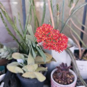 神刀,アナカリス(水草),多肉植物,水草,多肉の花の画像