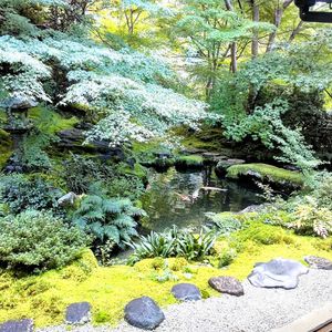 モミジ,もみじ,京都,庭園,青もみじの画像