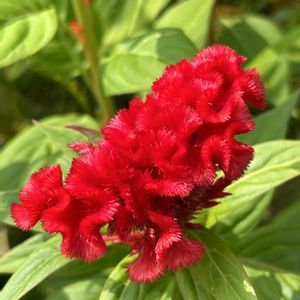 ネジバナ,久留米ケイトウ（トサカケイトウ）,花が好き,無農薬❤家庭菜園,野菜が好きの画像