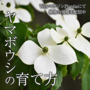 ヤマボウシ,観葉植物,花壇,ガーデニング,花のある暮らしの画像