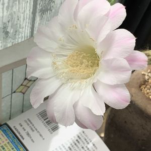 サボテン,サボテンの花,リビング・ダイニングの画像