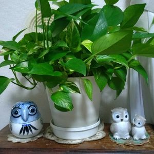 観葉植物,リビング,水挿しポトス,幸せを呼ぶフクロウ祭り,フクロウ祭りの画像