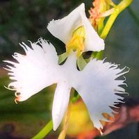 サギソウ,花のある暮らし,綺麗,スマホ撮影,お写んぽの画像