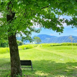 コブシ,コブシ,コブシ,コブシ,コブシの画像