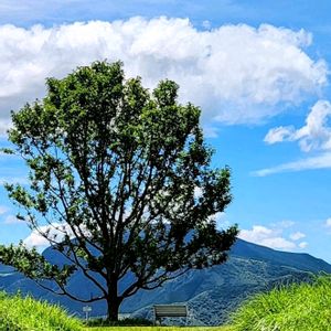 コブシ,阿蘇,阿蘇外輪山．,俵山．,樹木の画像