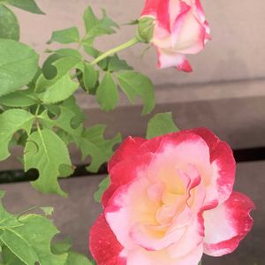 ガーデニング,花のある暮らし,ナチュラルスタイル,薔薇のある暮らし♡,おうち園芸の画像