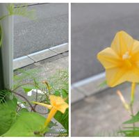 ルコウソウ,洋綿の花,キバナルコウソウ,黄色い花,植物だいすきの画像