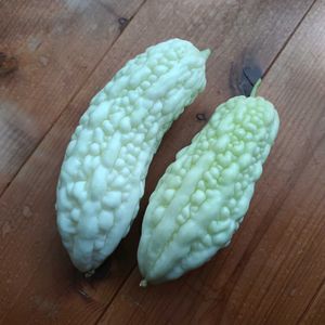 ゴーヤ,白ゴーヤ,収穫,夏野菜の画像