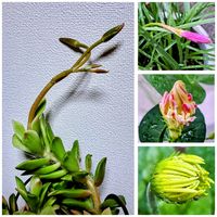 レインリリー,桜吹雪,向日葵,百日紅,エクレールの画像