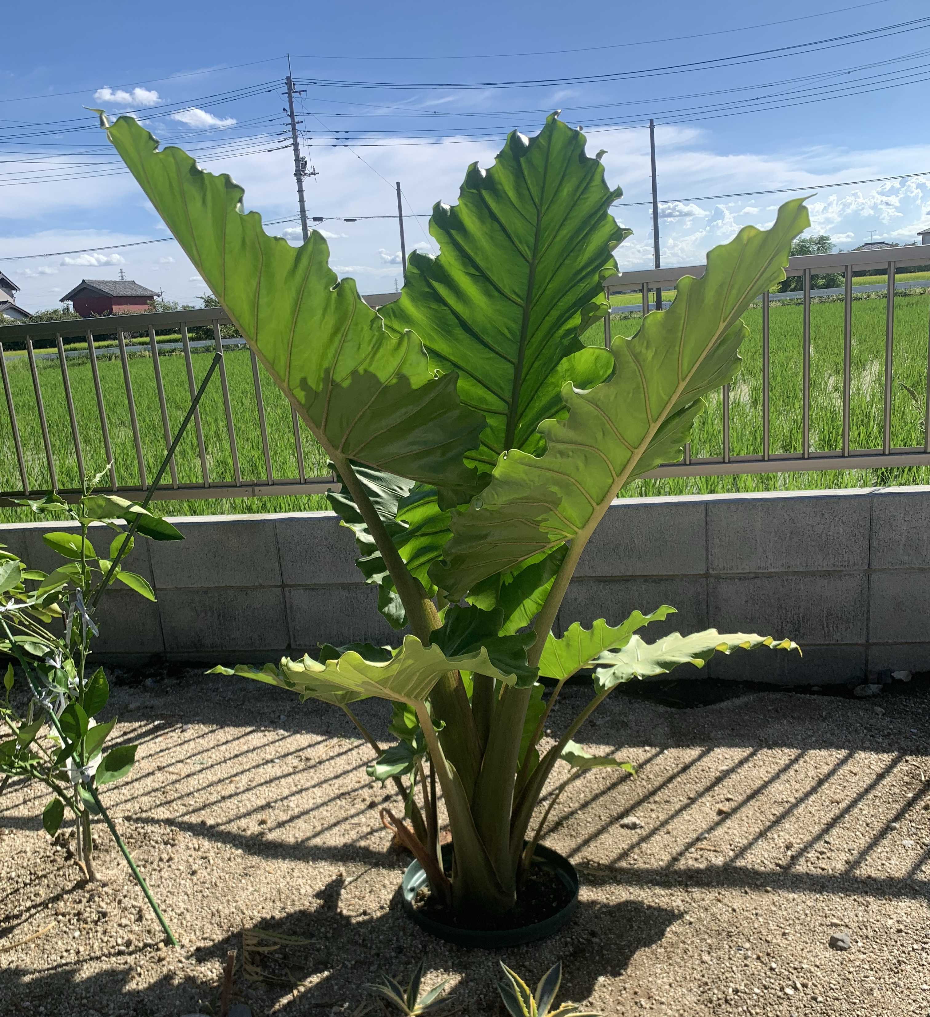 アロカシア ポルトドラの一覧｜🍀GreenSnap（グリーンスナップ）