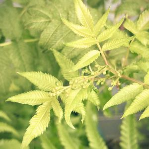 ニワナナカマド,花芽,お気に入りの植物,ベランダの画像