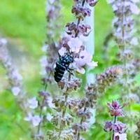 バジル,バジル,阿蘇,ルリモンハナバチ,アフリカンブルーバジル。の画像