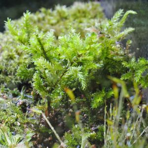 観葉植物,テラリウム,成長記録,苔リウム,苔テラリウムの画像