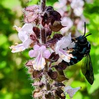 バジル,阿蘇,ルリモンハナバチ,アフリカンブルーバジル。,アフリカンブルーバジル。の画像