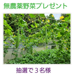 ヘチマ,無農薬野菜,キュンキュン乙女倶楽部,HTC,富山支部の画像