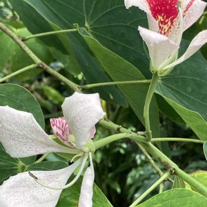 温室,京都府立植物園,ナツザキソシンカの画像