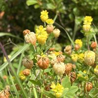 ラッキークローバー,クスダマツメクサ（薬玉詰草）,黄色い花,おでかけ先,磐梯朝日国立公園の画像