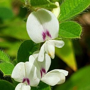 グランドカバー,山野草,白い花,花のある暮らし,食べられる植物の画像