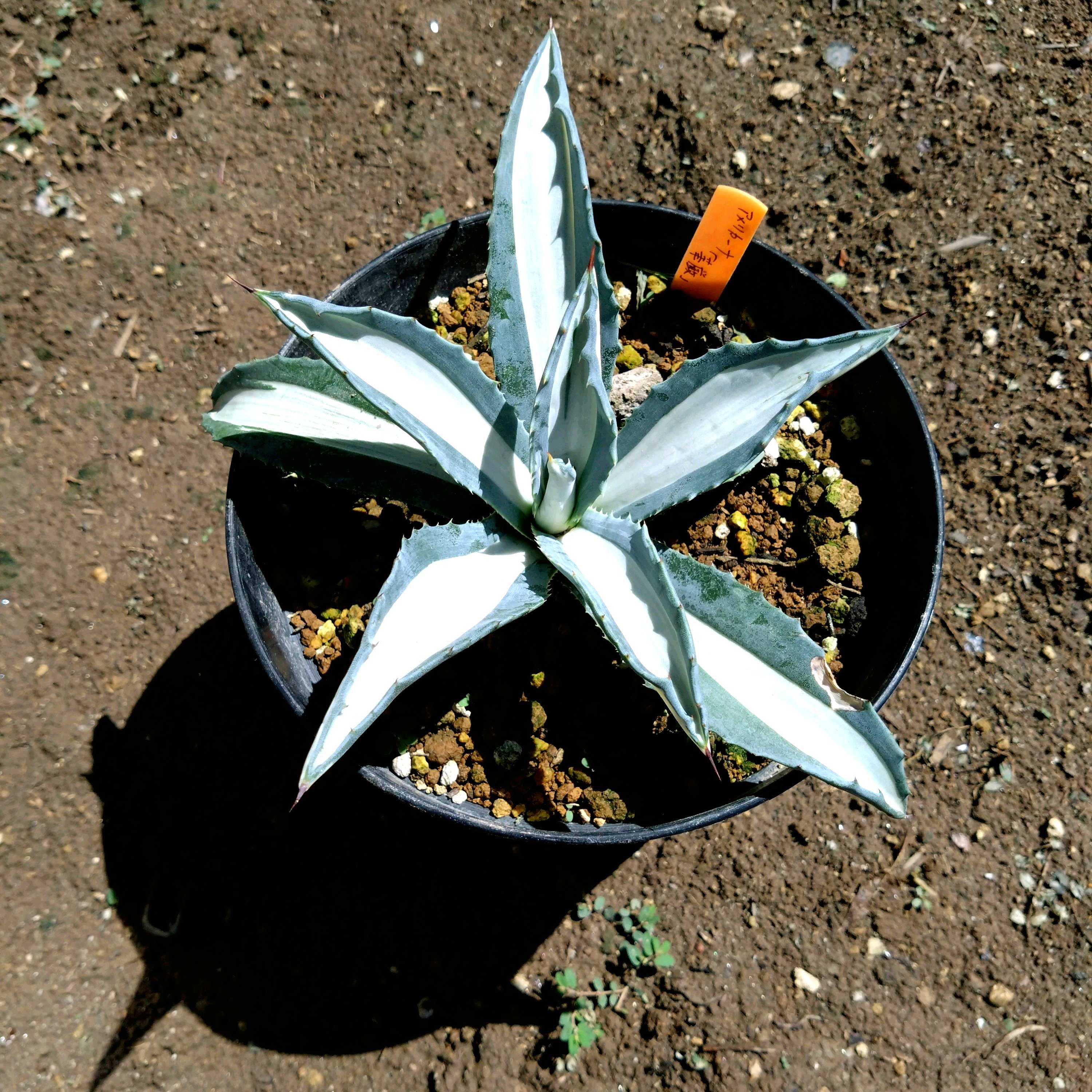 アガベ 華厳の一覧｜🍀GreenSnap（グリーンスナップ）