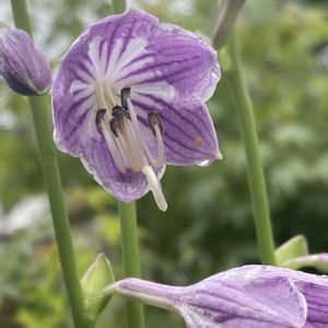 ギボウシ,ギボウシ,レンガ,紫色の花,今日のお花の画像