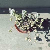 多肉植物,グラプトペタルム,iPhone撮影,小さな庭の画像