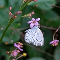 月桂樹,サンジソウ,ハゼラン,ローリエ,虫っこさんと植物の画像