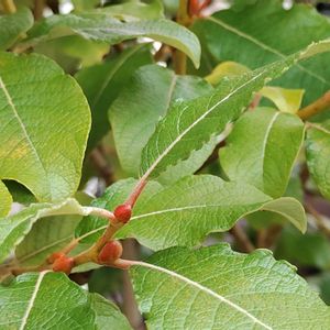 ネコヤナギ,ピンクパールネコヤナギ,かわいいな♡,植物のある暮らし,植物を楽しむの画像