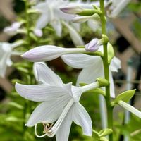 ギボウシ,コバギボウシ,花のある暮らし,玉ボケ,今日のお花の画像