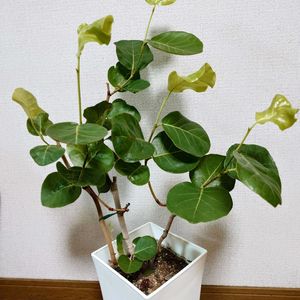 シーグレープ,シーグレープ,観葉植物,新芽,緑のある暮らしの画像