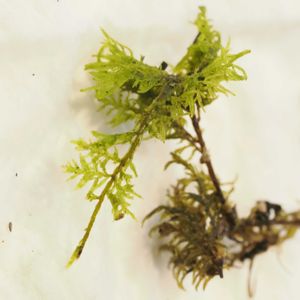 観葉植物,テラリウム,成長記録,苔リウム,苔テラリウムの画像