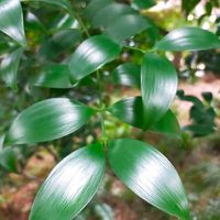 ナギ,山野草,赤塚植物園の画像