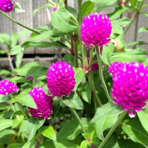 花壇,季節の花,花のある暮らし,緑のある暮らし,植栽の画像