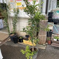 ジャバラ,カボス,雲竜,花が好き,花園花木流通センターの画像