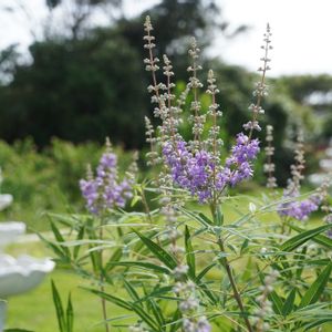 ランタナ,芝生,芝生,西洋ニンジンボク,アゲハ（ナミアゲハ）の画像