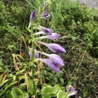 近所の公園,花のある暮らし,今日のお花,お写ん歩,平和を願う☆の画像
