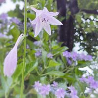 ギボウシ,ギボウシ（ホスタ）,山野草,花のある暮らし,ホスタ　ギボウシの画像