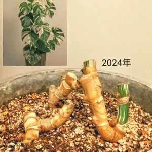 斑入りモンステラ,斑入りモンステラ,観葉植物,成長記録,モンステラ属の画像